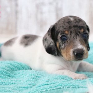 Dachshund Puppy Neptune
