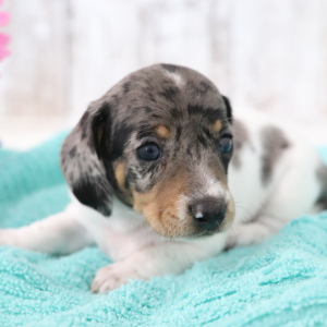 Dachshund Puppy Neptune