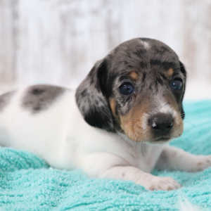 Dachshund Puppy Neptune