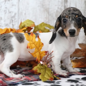 Dachshund Puppy Neptune