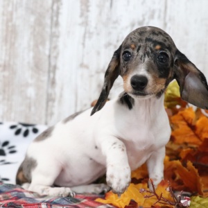 Dachshund Puppy Neptune