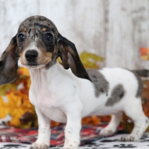 Dachshund Puppy Neptune