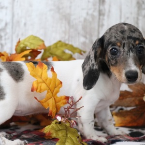 Dachshund Puppy Neptune