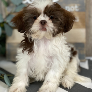 Shih Tzu Puppy Toby