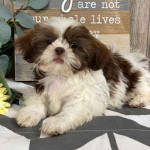 Shih Tzu Puppy Toby