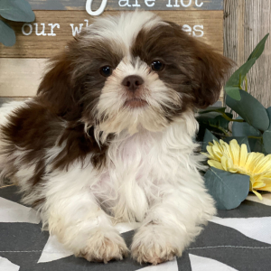 Shih Tzu Puppy Toby