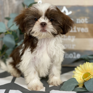 Shih Tzu Puppy Toby