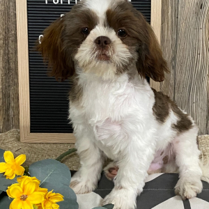 Shih Tzu Puppy Toby