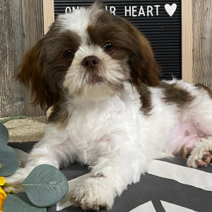 Shih Tzu Puppy Toby