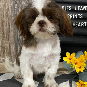 Shih Tzu Puppy Toby