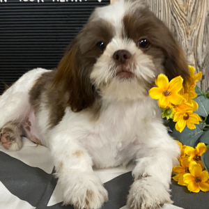 Shih Tzu Puppy Toby