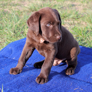 Labrador Retriever Puppy Bear