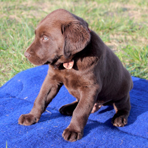 Labrador Retriever Puppy Bear