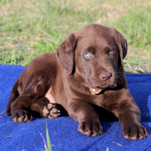 Labrador Retriever Puppy Bear