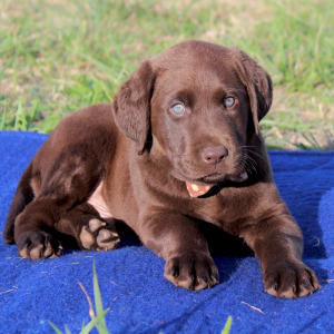 Labrador Retriever Puppy Bear