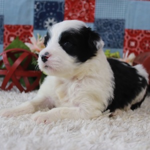 Portuguese Water Dog Puppy Serena