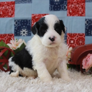 Portuguese Water Dog Puppy Serena