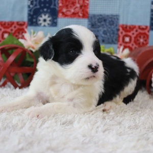 Portuguese Water Dog Puppy Serena