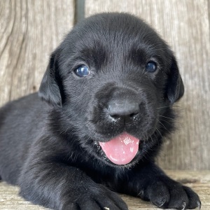 Labrador Retriever Puppy Lora