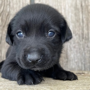 Labrador Retriever Puppy Lora