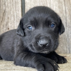 Labrador Retriever Puppy Lora