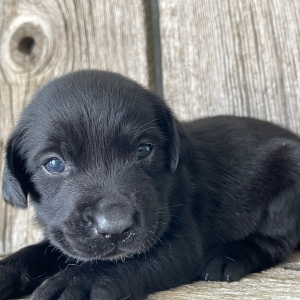 Labrador Retriever Puppy Lora