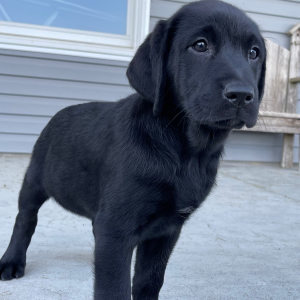 Labrador Retriever Puppy Lora