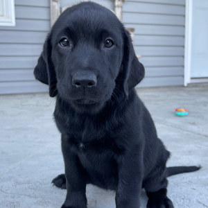 Labrador Retriever Puppy Lora