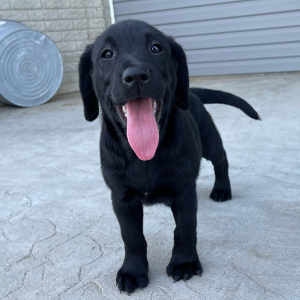 Labrador Retriever Puppy Lora