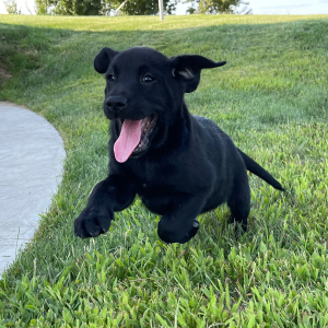 Labrador Retriever Puppy Lora
