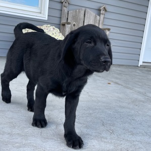 Labrador Retriever Puppy Lora