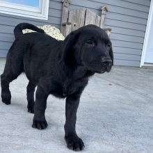 Labrador Retriever Puppy Lora