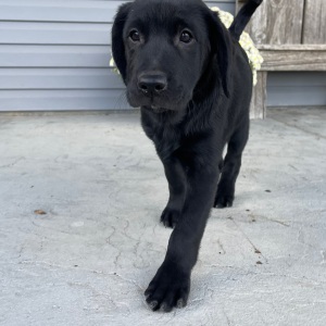 Labrador Retriever Puppy Lora