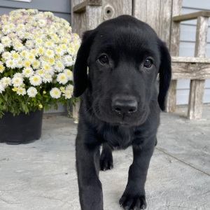 Labrador Retriever Puppy Lora