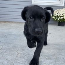 Labrador Retriever Puppy Lora