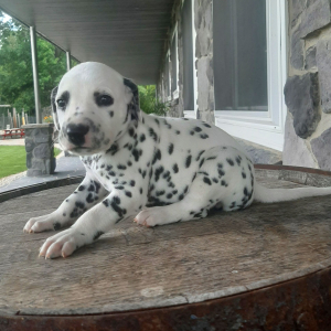 Dalmatian Puppy Riann