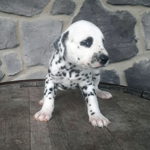 Dalmatian Puppy Riann
