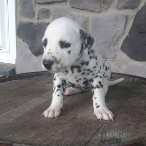 Dalmatian Puppy Riann