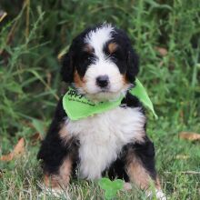Bernedoodle Puppy Marble