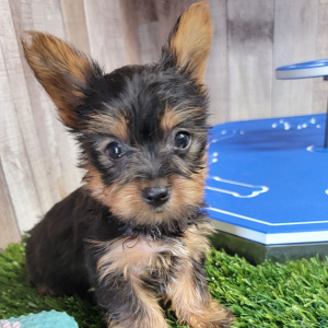 Yorkshire Terrier Puppy Knox