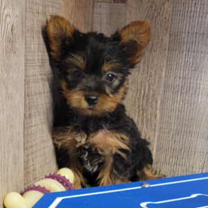 Yorkshire Terrier Puppy Knox
