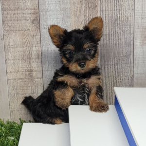 Yorkshire Terrier Puppy Knox
