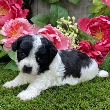 Havanese Puppy Isaac