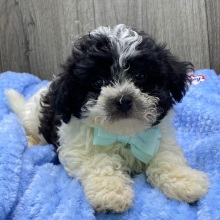 Havanese Puppy Isaac