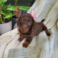Dachshund Puppy Greta