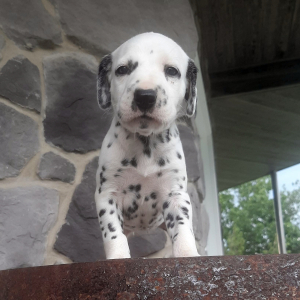 Dalmatian Puppy Ann