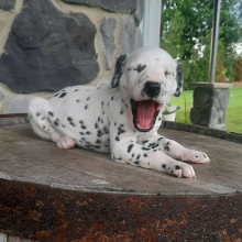 Dalmatian Puppy Ann