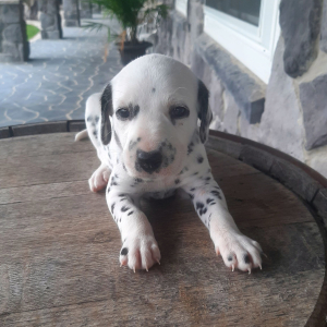 Dalmatian Puppy Ann