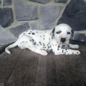 Dalmatian Puppy Ann