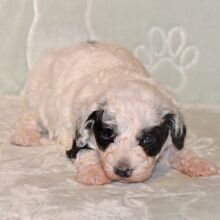 Cavapoo Puppy Donte